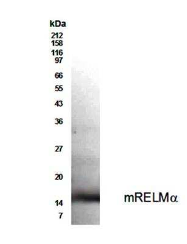 RELM alpha Antibody