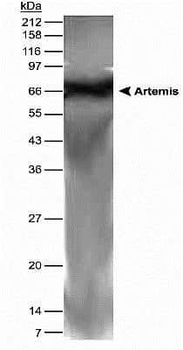 Artemis Antibody