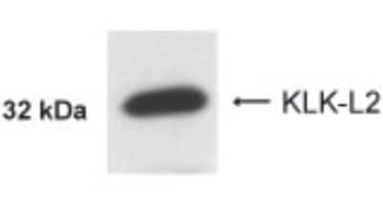 KLK5 Antibody