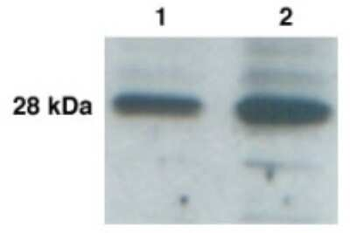 KLK9 Antibody