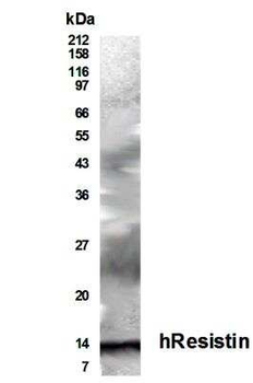 Resistin Antibody