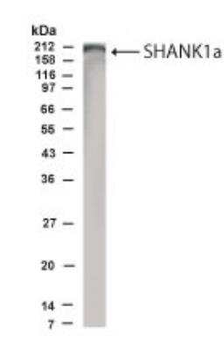 SHANK1a Antibody