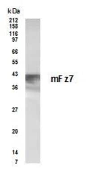 Frizzled 7 Antibody