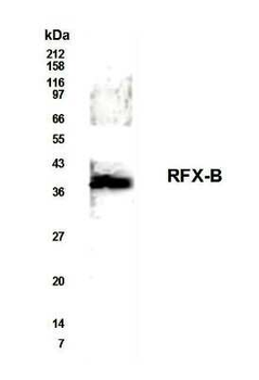 RFX-B Antibody
