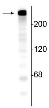 Alpha II Spectrin Antibody