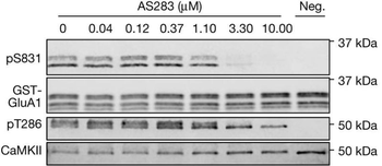 CaM Kinase II (Thr286) Antibody
