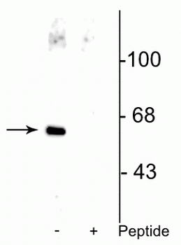Che-1 (AATF) (Ser477) Antibody
