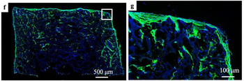 Collagen 1, alpha 1 telopeptide Antibody