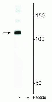 DGCR8 (Ser377) Antibody