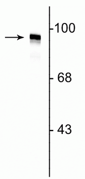 Dynamin Antibody