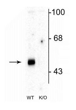 GABAA Receptor α2 Antibody