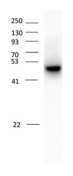 GABAA Receptor α2 Antibody