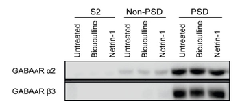 GABAA Receptor α2 Antibody