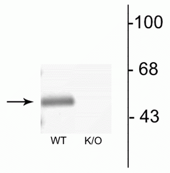 GABAA Receptor α3 Antibody
