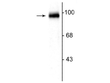 GRIP1 Associated Protein 1 (GRASP1) Antibody