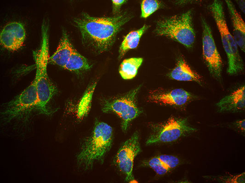 LAMP1 Antibody