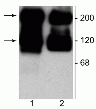 Metabotropic Glutamate Receptor 5/1a Antibody