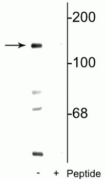 NMDA NR2C Subunit (Ser1096) Antibody