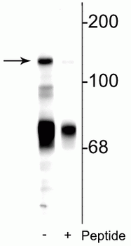 NMDA NR2C Subunit (Ser1244) Antibody