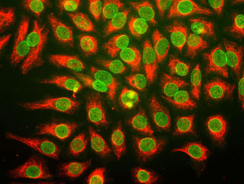 Nuclear Pore Complex Antibody