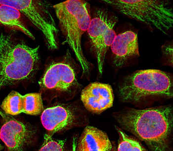 Nuclear Pore Complex Antibody