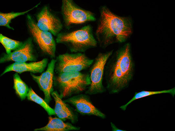 Park7 (DJ-1) Antibody