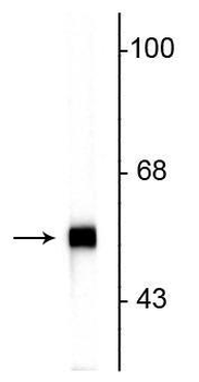 Peripherin Antibody