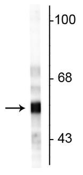 Peripherin Antibody