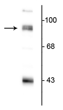 PSD-95 Antibody