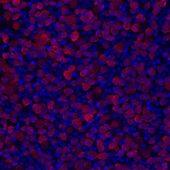 RBPMS Antibody