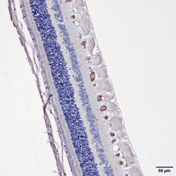 RBPMS Antibody