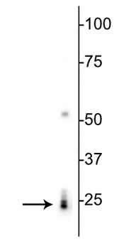 RBPMS Antibody