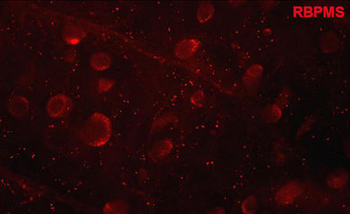 RBPMS Antibody