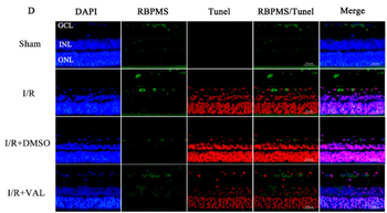RBPMS Antibody