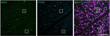 RBPMS Antibody
