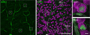 RBPMS Antibody