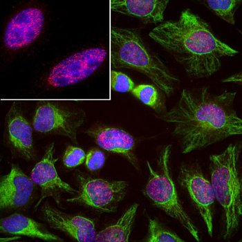 SAP49 Antibody
