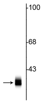 Syntaxin Antibody