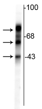 Tau Antibody