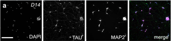 Tau Antibody