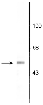 Vesicular GABA transporter (VGAT) Antibody