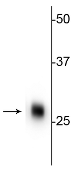 Calbindin Antibody