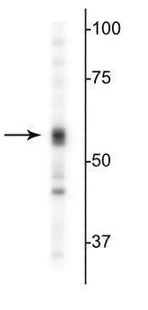 GABAA Receptor α5 Antibody