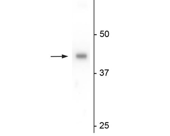 eIF4A2 Antibody