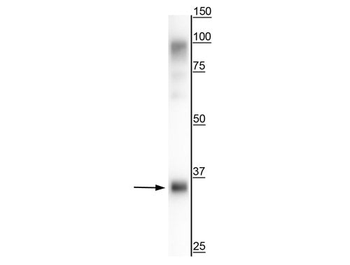 TGN38/46 Antibody