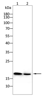 CASP3 Antibody