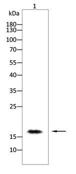 CASP3 Antibody