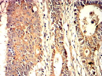 CCND1 Antibody