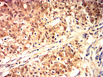 PPARGC1A Antibody