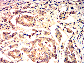 MYC Antibody